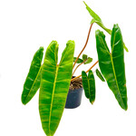 Philodendron, Billietiae 6 in