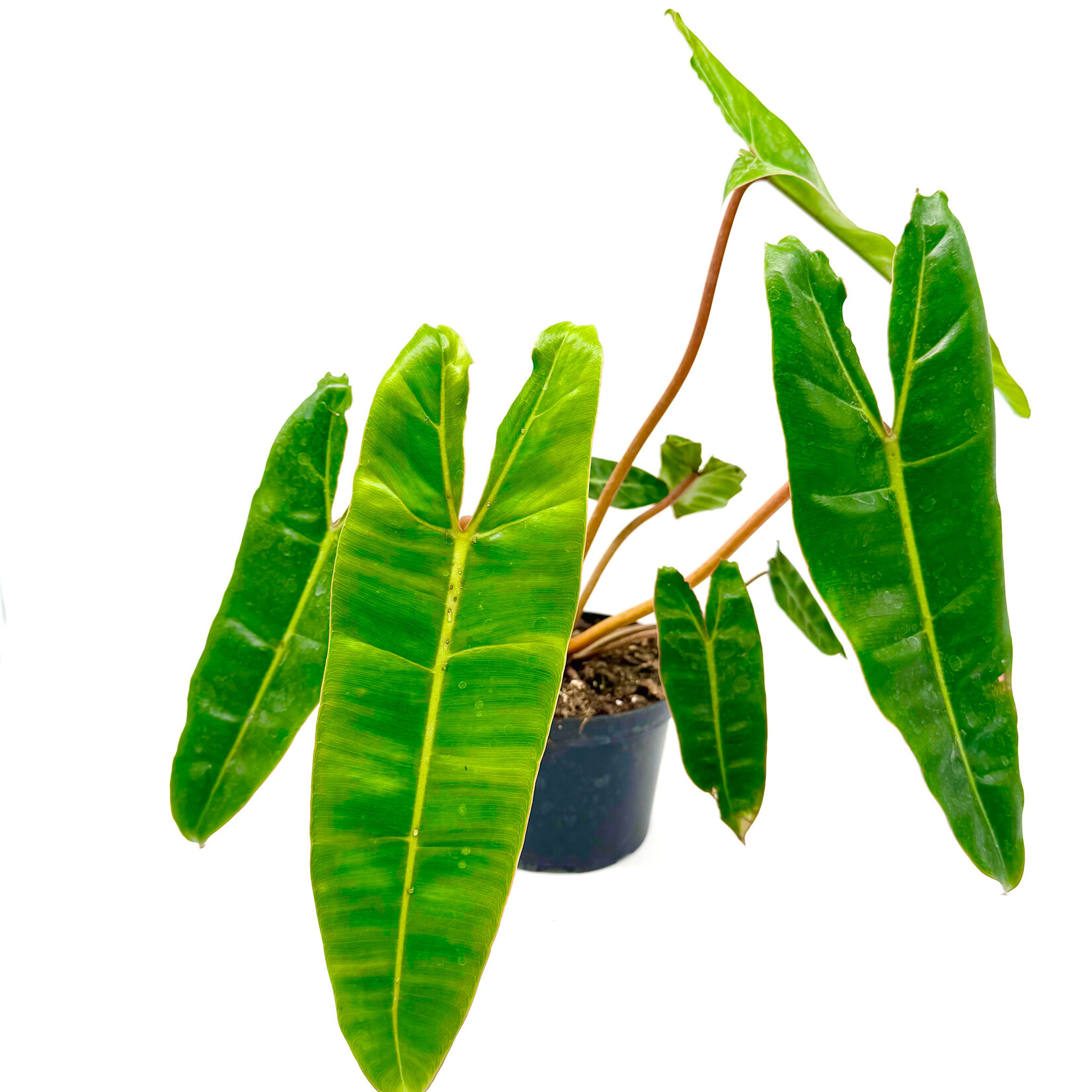 Philodendron, Billietiae 6 in