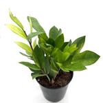 Zamioculcas, ZZ Plant Chameleon 6 in