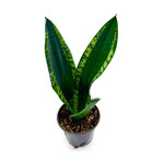 Snake Plant, Whitney 4in