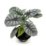 Alocasia, Silver Dragon 6 in