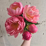 Coral Sunset Bare Root Peony