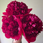 Henry Bocestoce Bare Root Peony