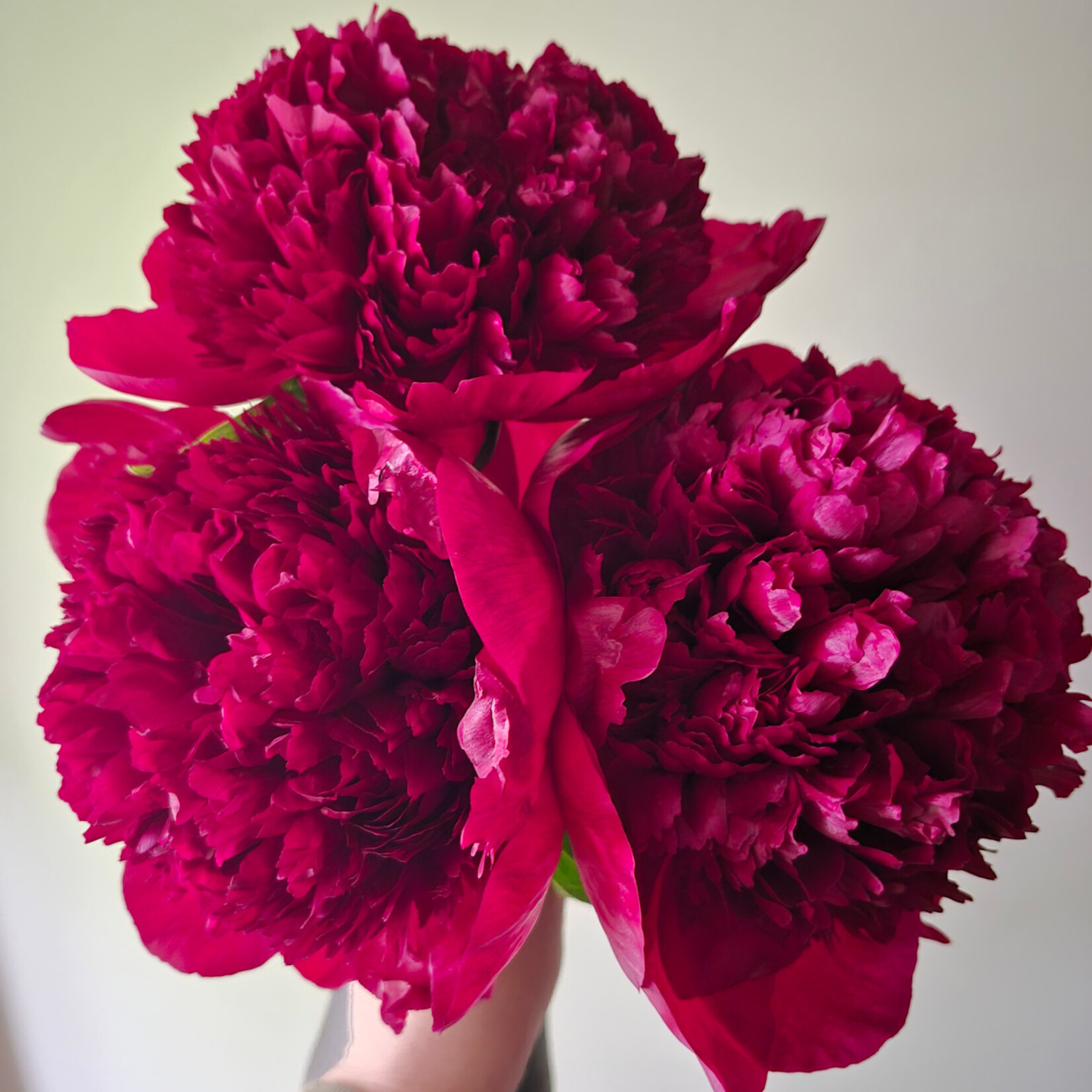 Henry Bocestoce Bare Root Peony