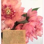 Julia Rose Bare Root Peony