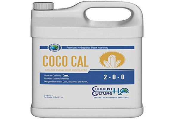 Coco Cal Gal Current Culture