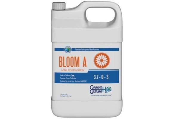 Bloom A Quart Current Culture