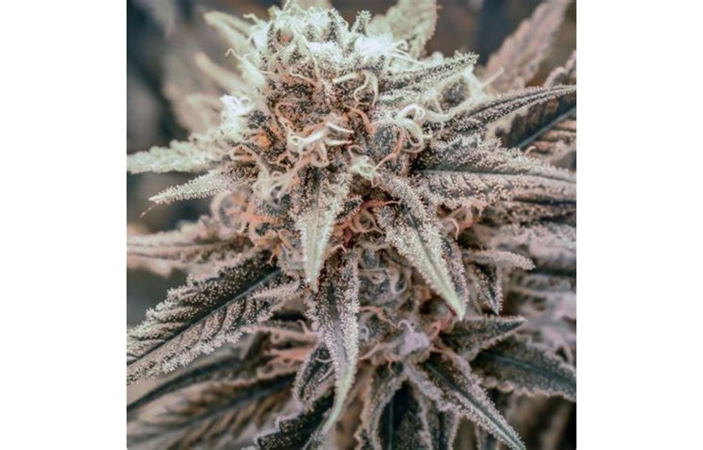BGS Killer Queen XX REG 9pk