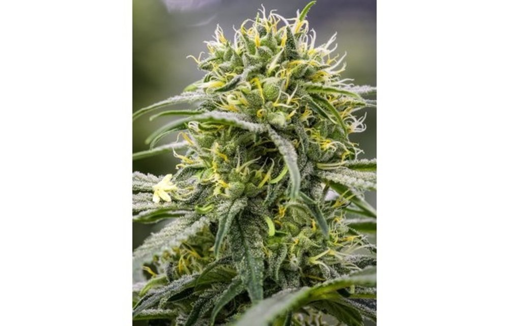 BGS Durban Thai X C99 Fem 9pk
