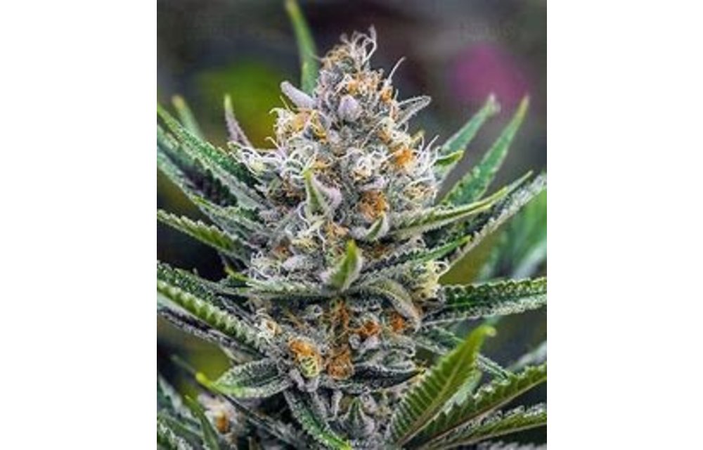 BGS Queen Of Soul XX Fem 9pk