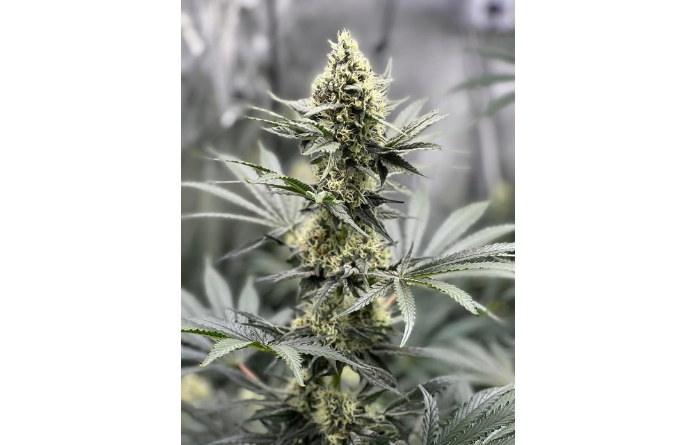 BGS Apollo XX Fem 9 pk