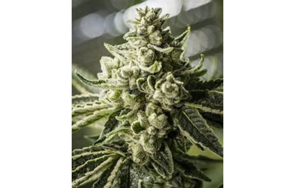 BGS Grimm Glue Fem 9pk