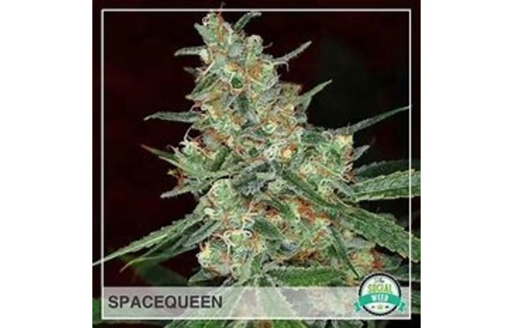 BGS Space Queen XX Fem 9 pk