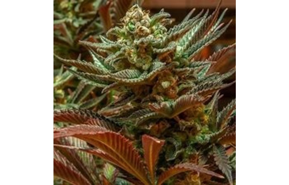 BGS Cinderella XX Fem 9pk