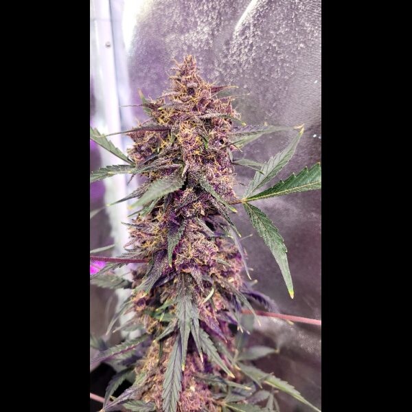 G.o.a.t. Midnight Runtz Fem. 3pk