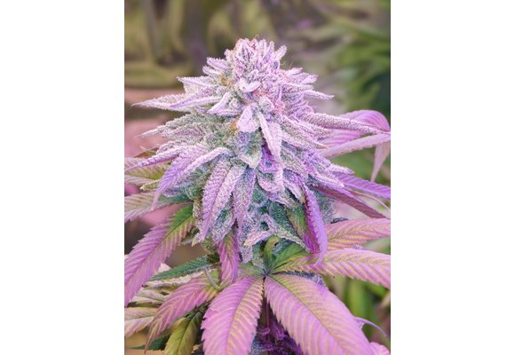 G.O.A.T. Purple Tangerine  Fem 3 pk