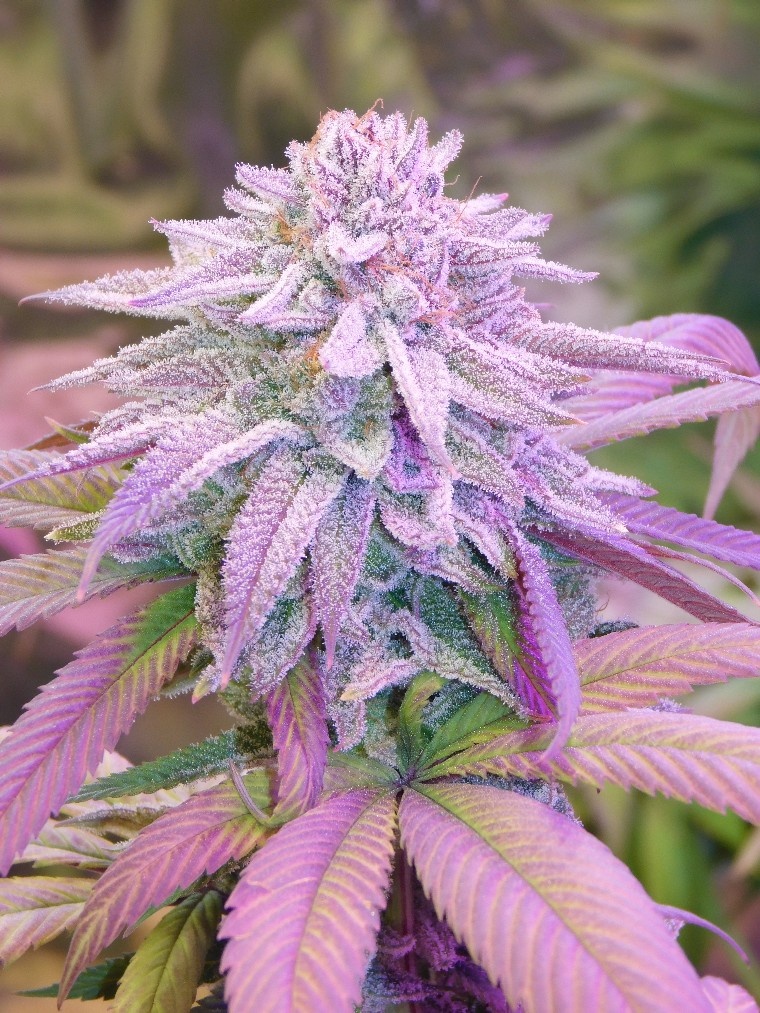 G.O.A.T. Purple Tangerine Fem 3 pk