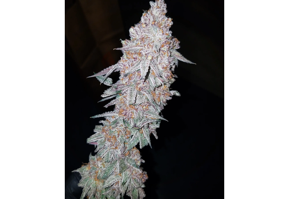 G.O.A.T. Purple Goat Cheese Fem 3pk