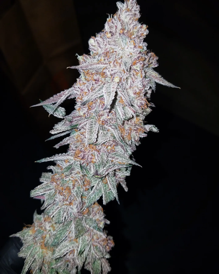 G.O.A.T. Purple Goat Cheese Fem 3pk