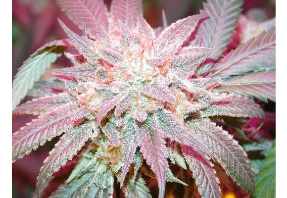 G.O.A.T. Dirty Dick Fem 3 pk