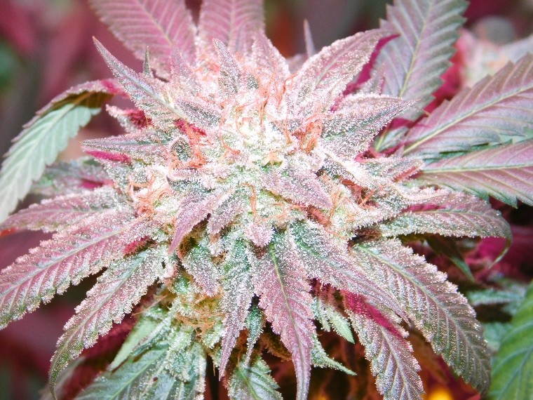 G.O.A.T. Dirty Dick Fem 3 pk