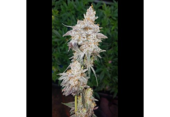 G.O.A.T. Midnight Cherries Fem 3 pk