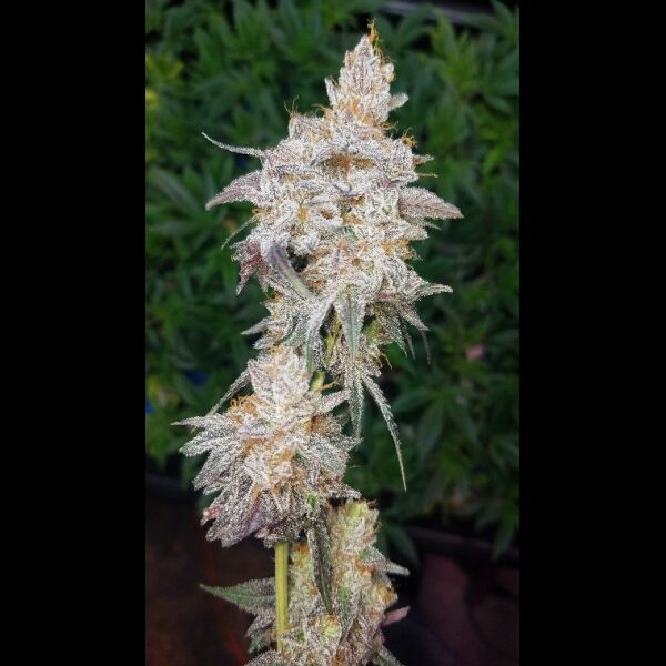 G.O.A.T. Midnight Cherries Fem 3 pk