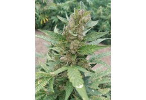 G.O.A.T. LSD XL Auto 5 pk