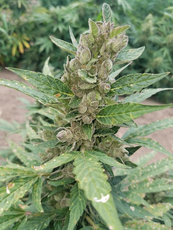 G.O.A.T. LSD XL Auto 5 pk