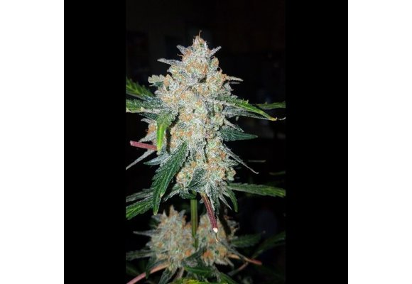G.O.A.T. Critical mass XXL Auto 5 pk