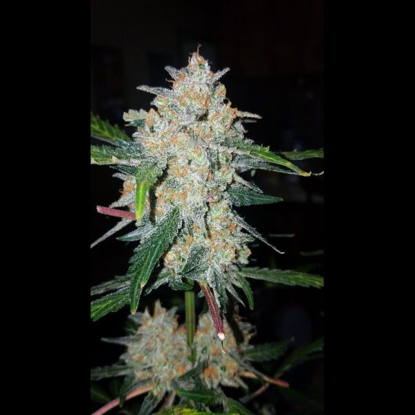 G.O.A.T. Critical mass XXL Auto 5 pk