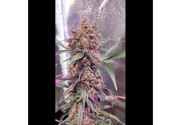 G.O.A.T. Midnight Auto 5 pk