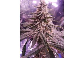 Ethos lilac diesel multipack