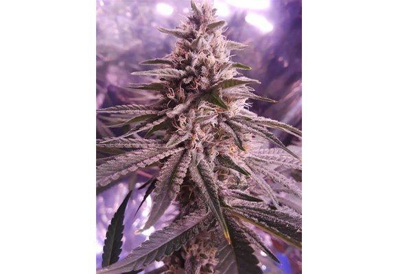 Ethos lilac diesel multipack