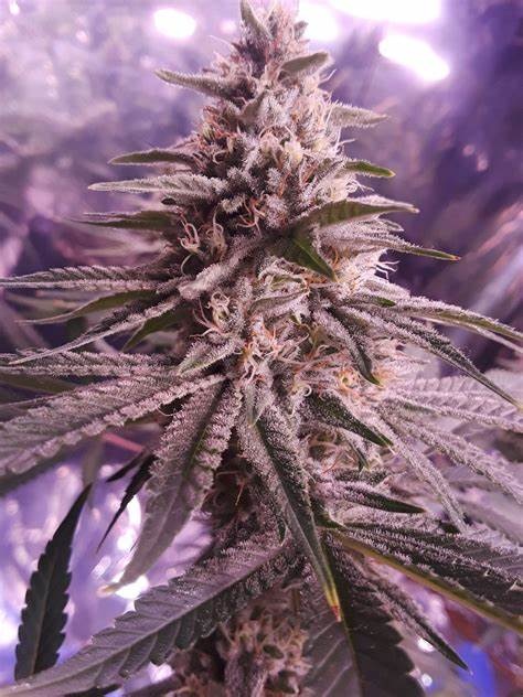 Ethos lilac diesel multipack