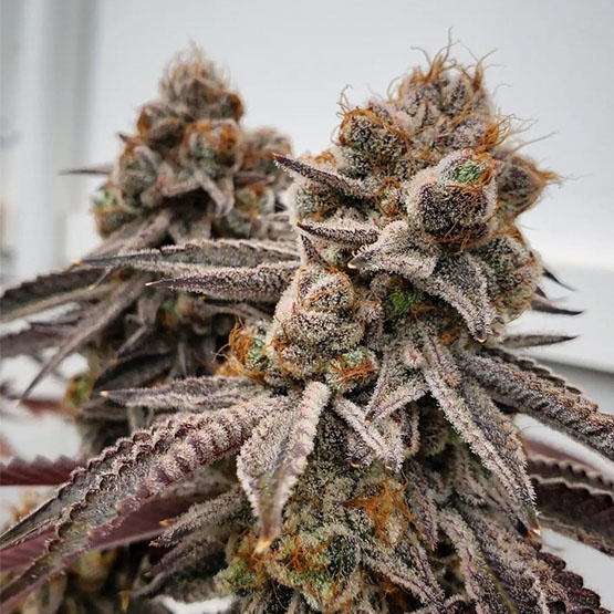 Ethos big Detroit energy R1