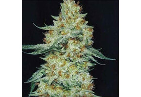 Ethos Member Berry Rbx 5pk