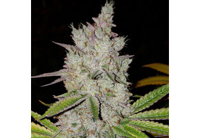 Ethos auto lilac diesel Rbx2 AUTO