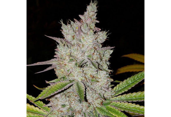 Ethos auto lilac diesel Rbx2 AUTO