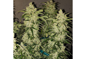 Ethos Auto Zweet Rbx2