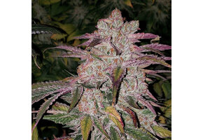 Ethos Auto Purple Thai Rbx1