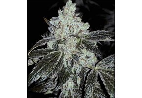 Ethos auto og kush Rbx