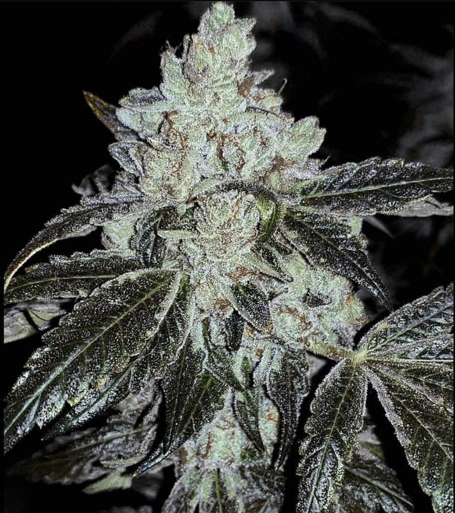 Ethos auto og kush Rbx