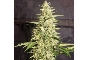 Ethos Auto Inzane 3pk