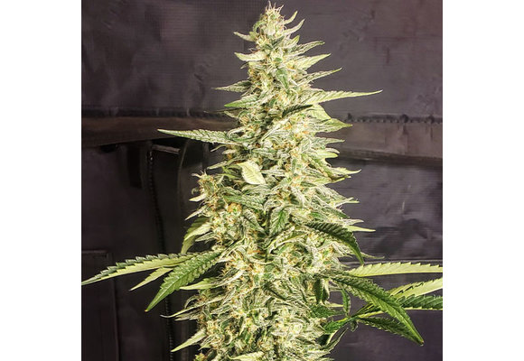 Ethos Auto Inzane 3pk