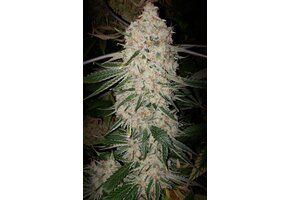 Ethos auto Pluto cut