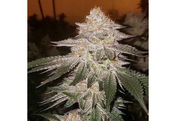 Ethos auto pina Rbx2