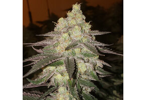 Ethos Auto Banana Daddy IBL3pk