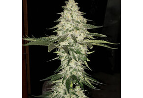 Ethos Auto Planet of the Grapes