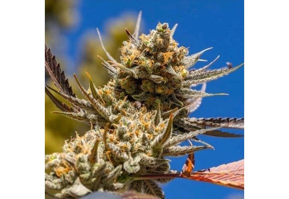 Ethos lemon berry candy og R2